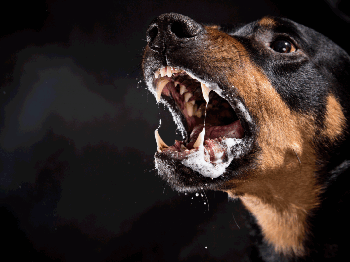 chien qui a la rage