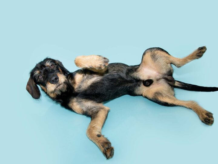 mon chien n'a qu'un seul testicule