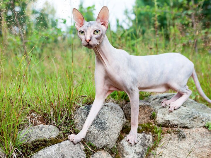 un chat donskoy