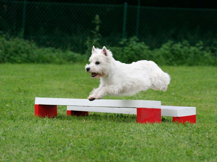 les JO de Paris 2024 et les disciplines sportives pour les chiens