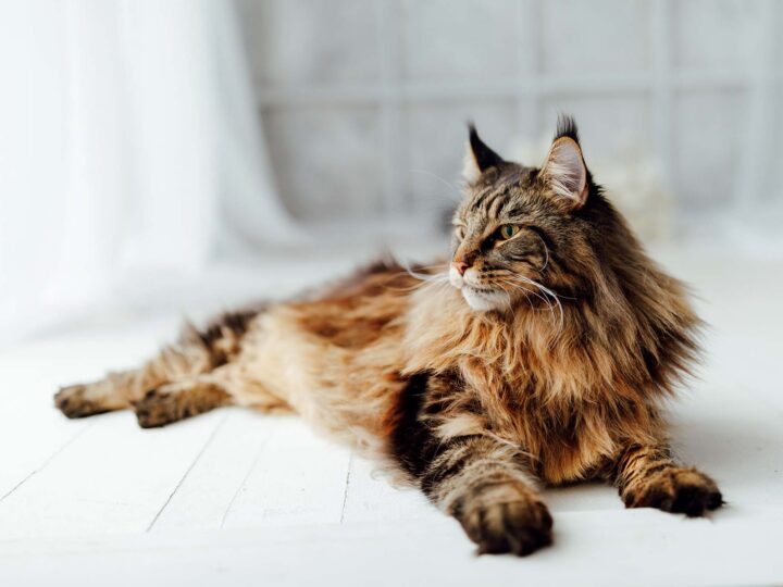 maladies génétiques chat