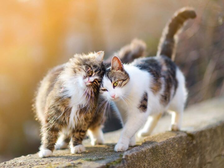 Le sida du chat