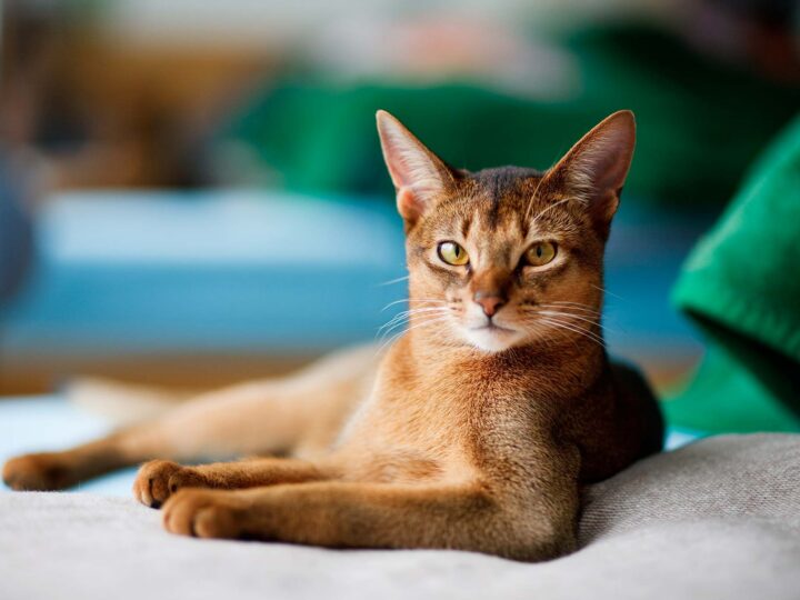 un chat abyssin