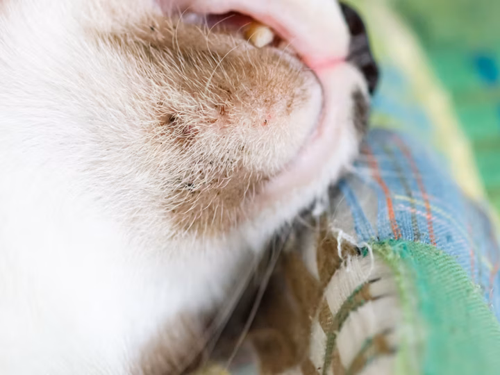 l'acné chez le chat