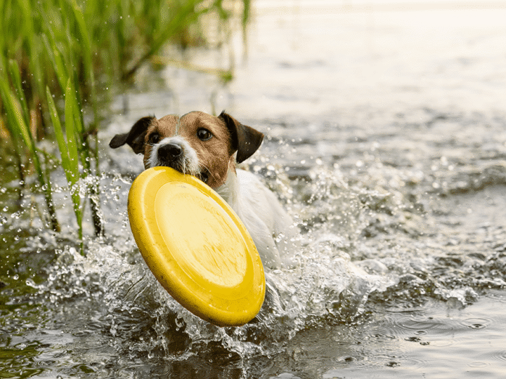 les activités aquatiques à faire avec son chien