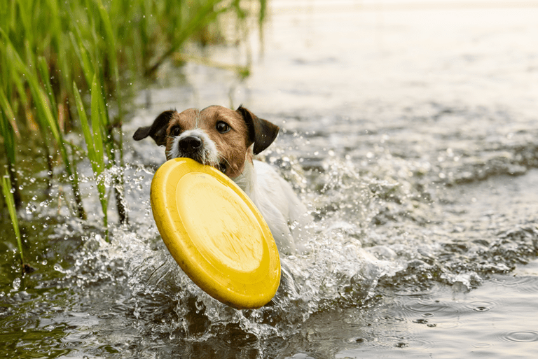les activités aquatiques à faire avec son chien