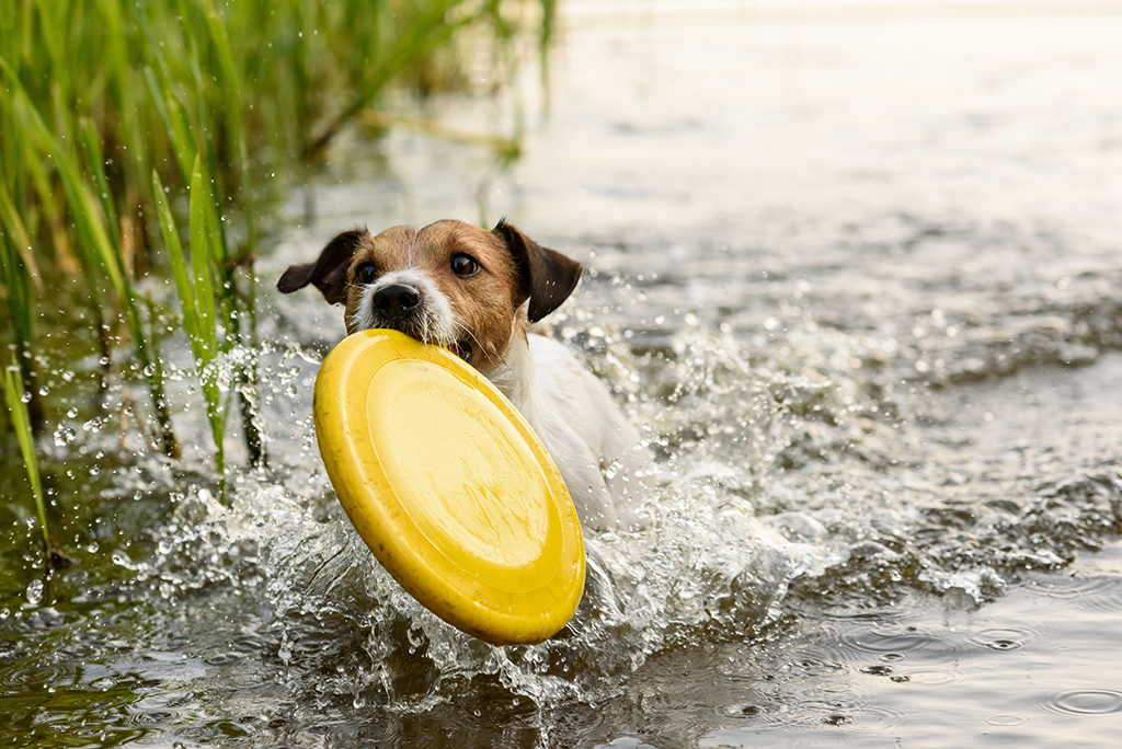 les activités aquatiques à faire avec son chien
