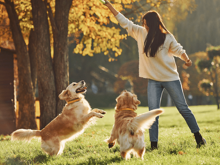 les activités à faire avec son chien le week-end
