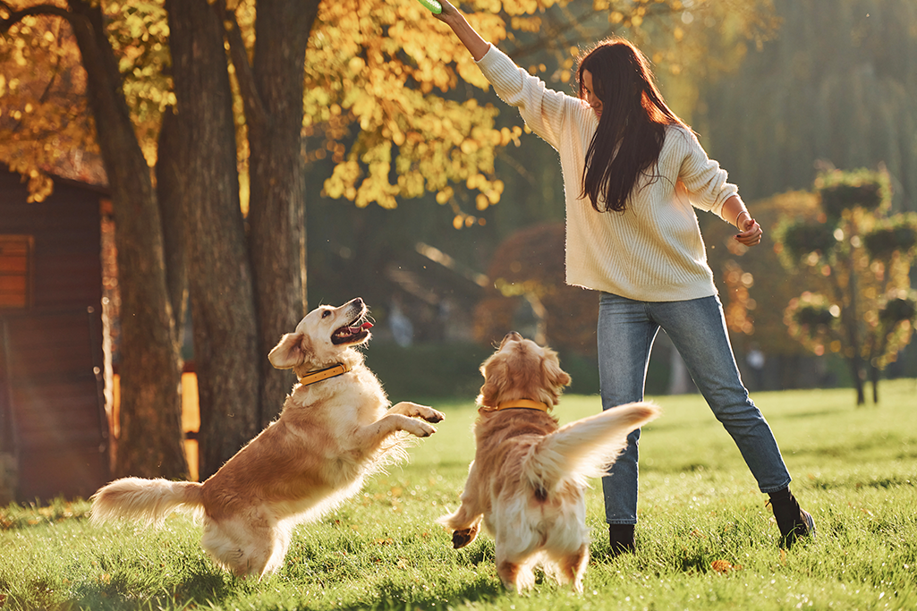 les activités à faire avec son chien le week-end