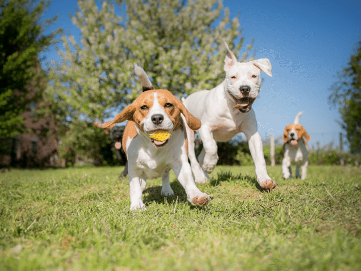 les activités de plain air à faire avec son chien au printemps