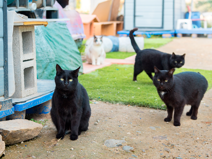 adopter un chat en refuge