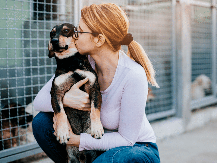 adopter un chien en refuge