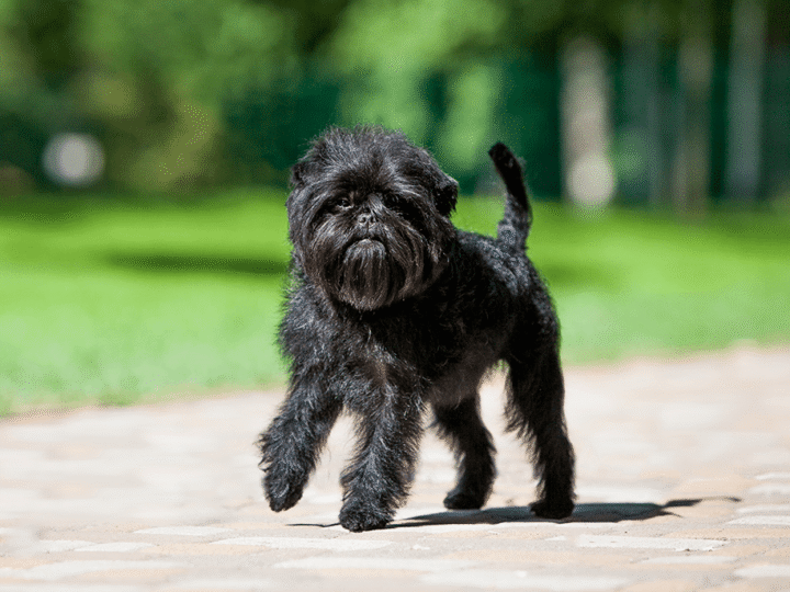 un chien affenpinscher