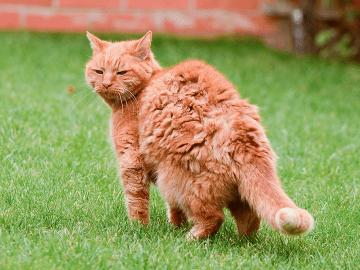 à quel âge un chat est vieux