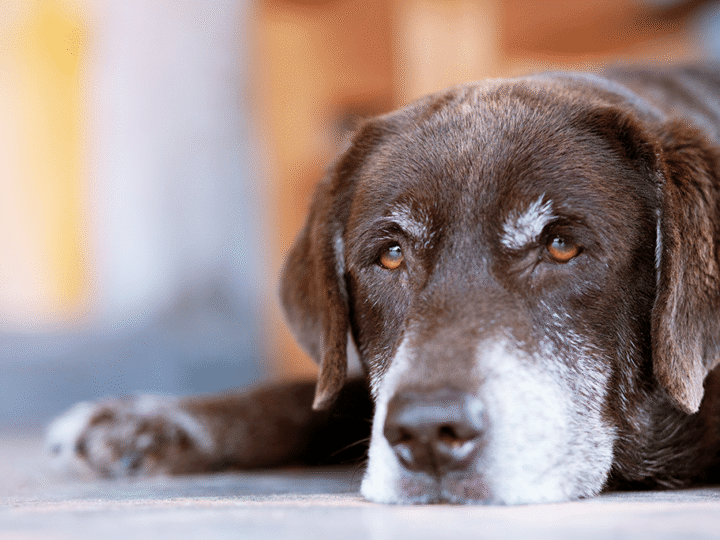 à quel âge un chien est vieux