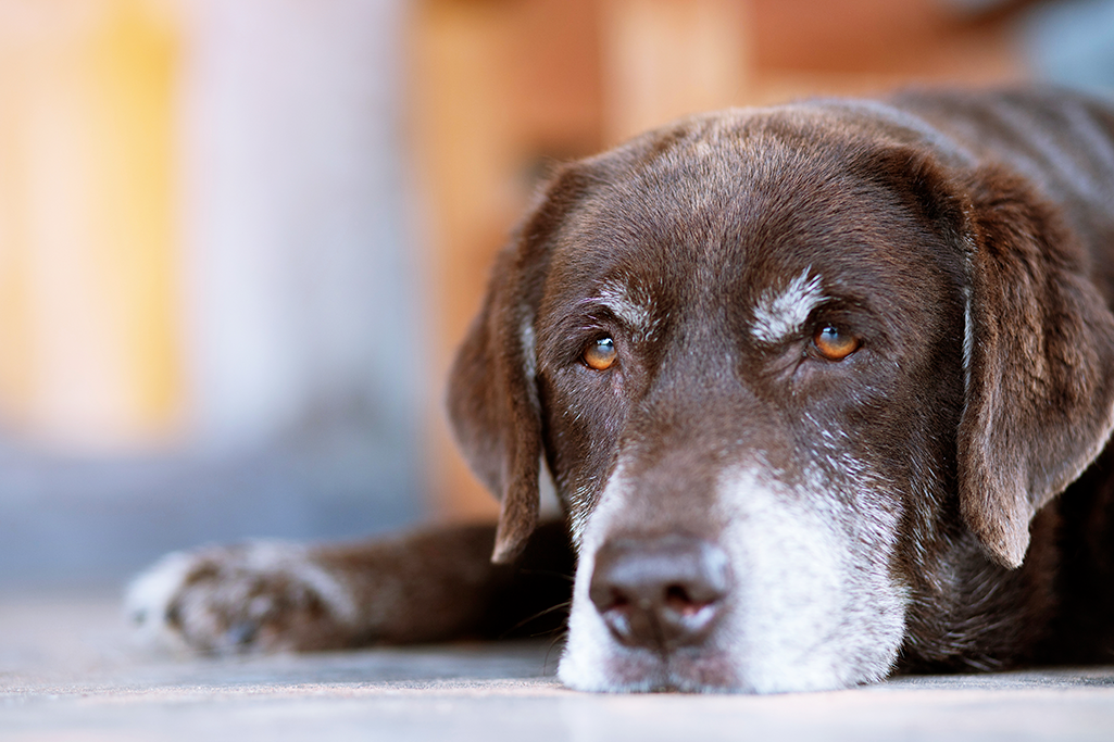 à quel âge un chien est vieux