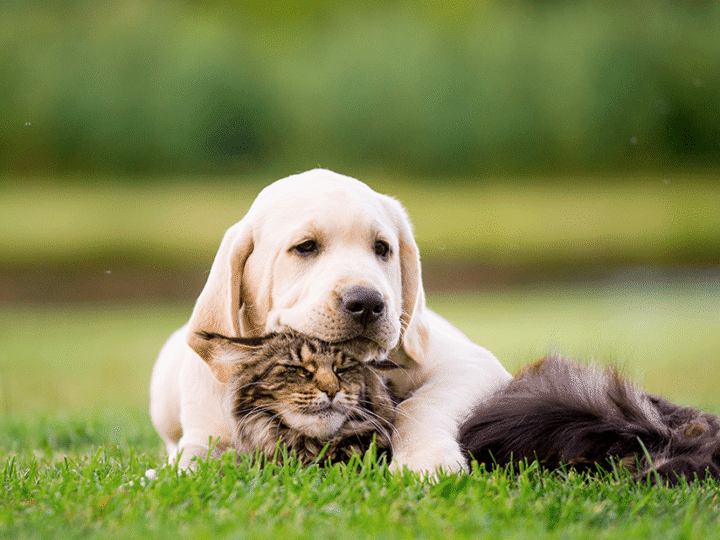 un chien, un chat souffre de solitude pour la rentrée