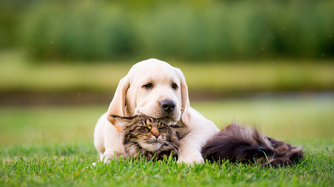 un chien, un chat souffre de solitude pour la rentrée