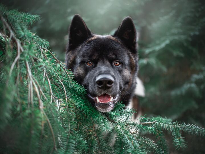un chien akita américain