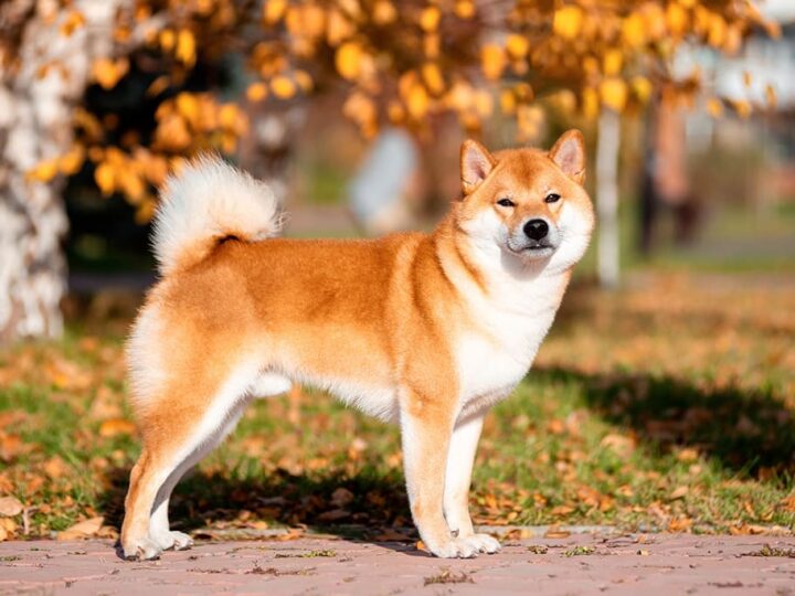 un akita inu
