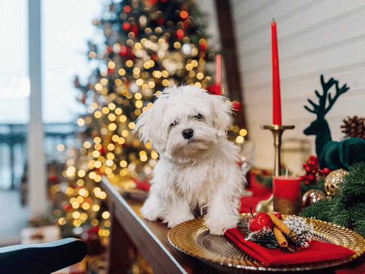 les aliments de Noel toxiques pour le chien