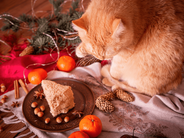 les aliments toxiques de noël pour le chat