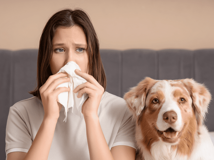 je suis allergique aux poils de chien