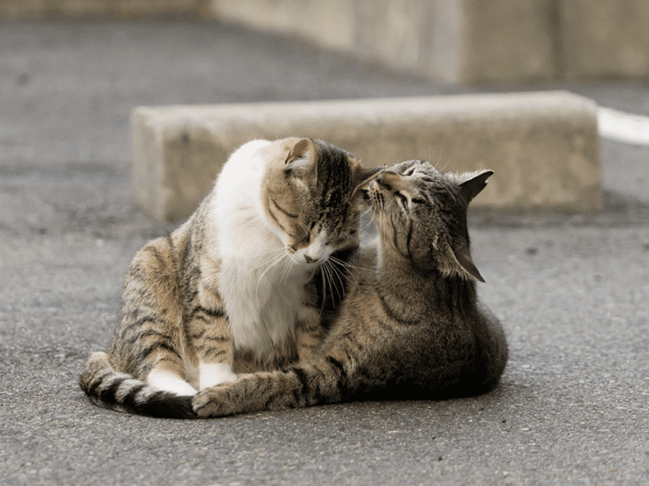 l'allogrooming chez les chats