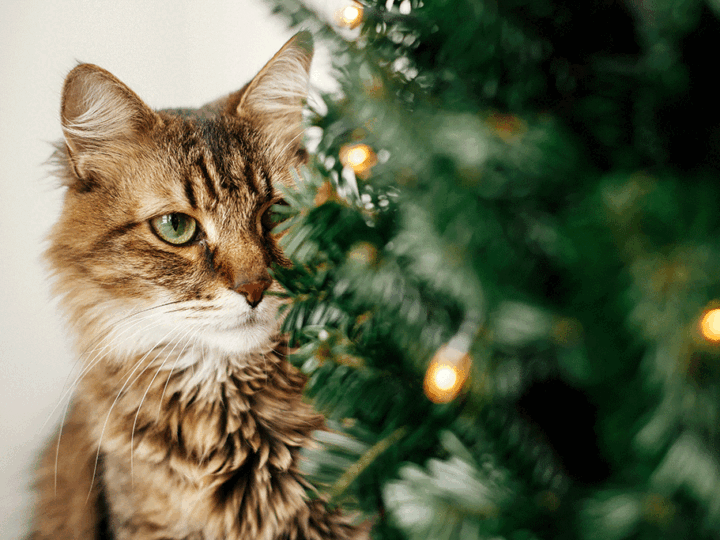 les alternatives au sapin de noël quand on a un chat