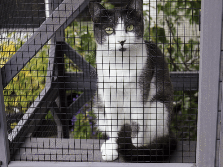 aménager un catio pour chat