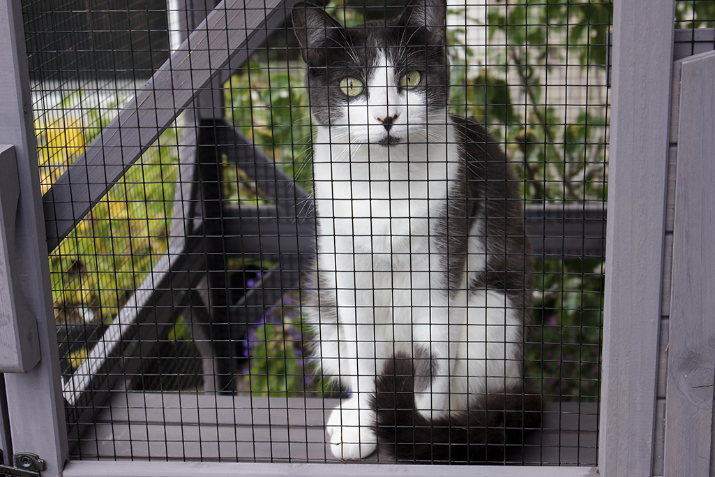 aménager un catio pour chat