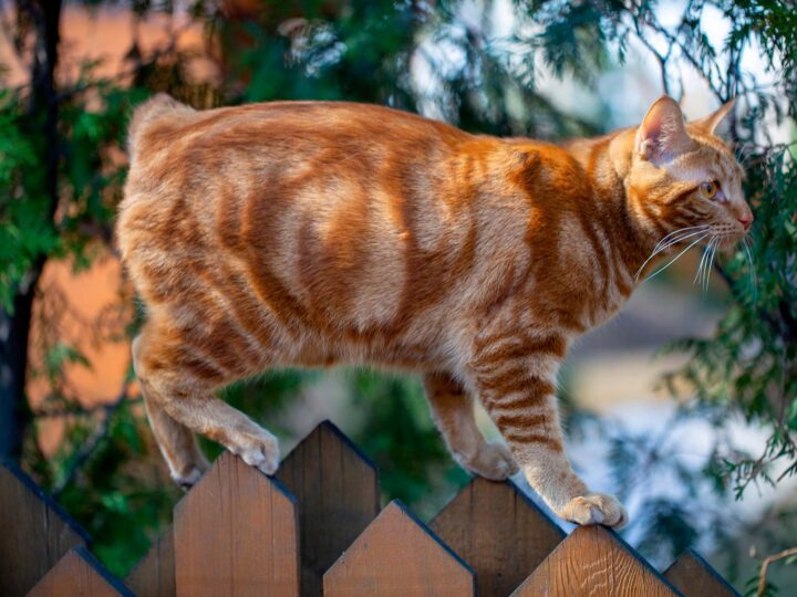 un chat american bobtail