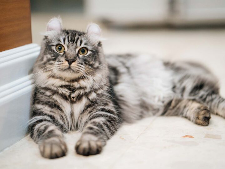 un chat american curl