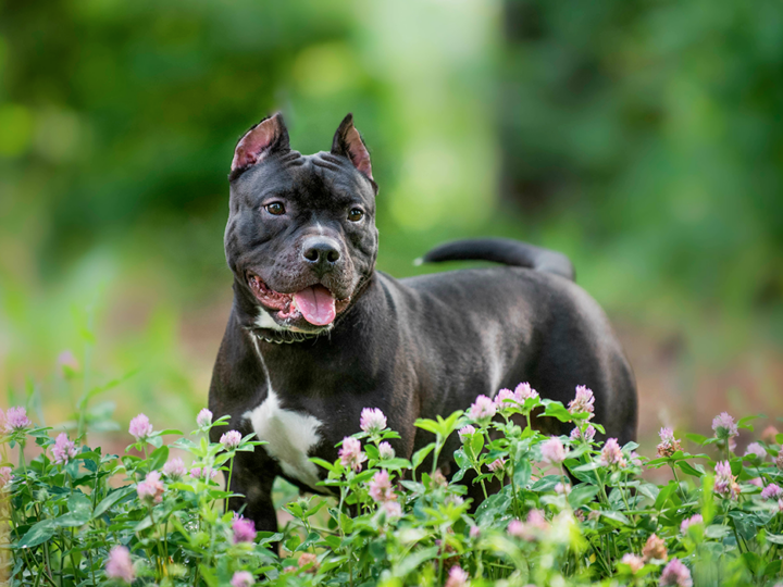 un chien amstaff