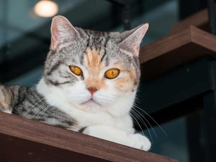 un chat american wirehair