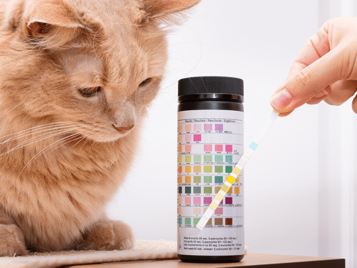 une analyse d'urine chez un chat