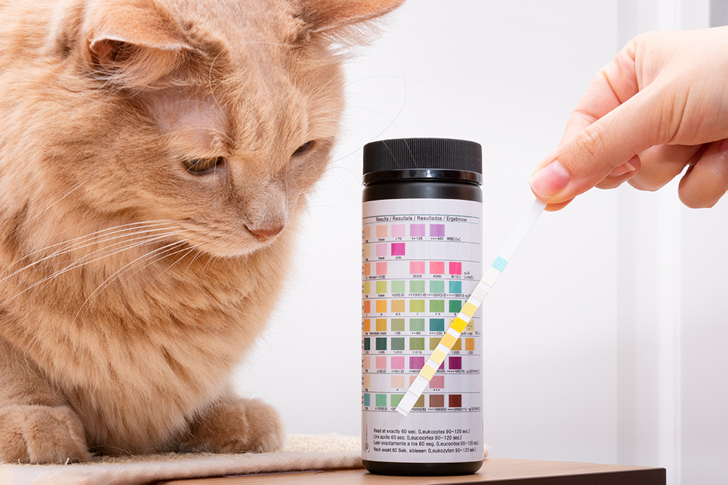 une analyse d'urine chez un chat