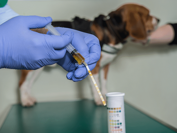une analyse d'urine chez le chien