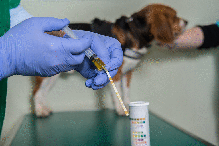 une analyse d'urine chez le chien