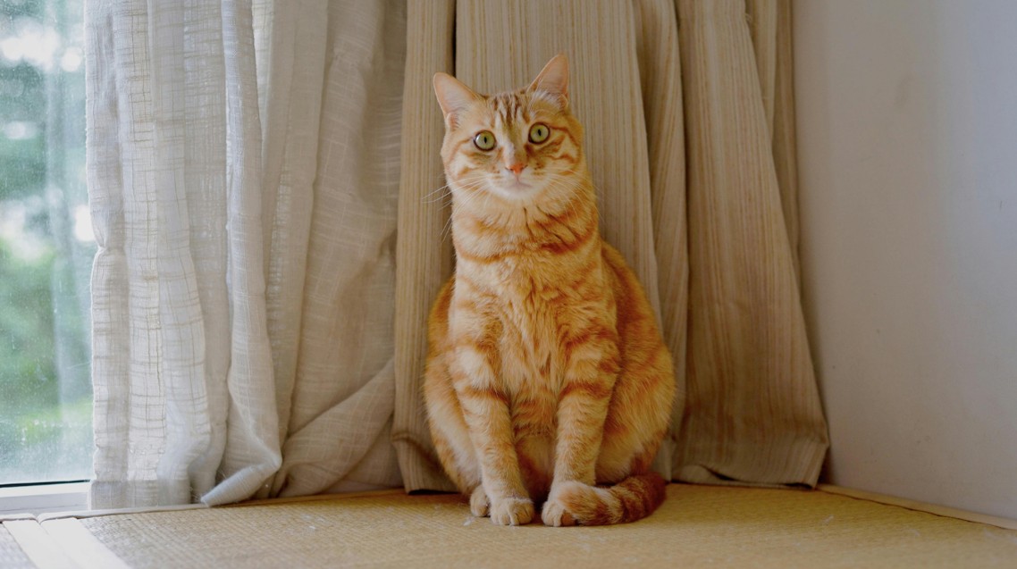 l'anémie chez le chat