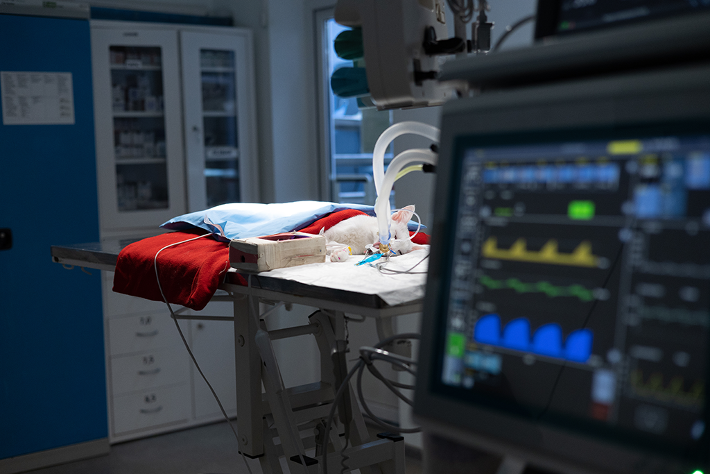 les effets secondaires de l'anesthésie du chat