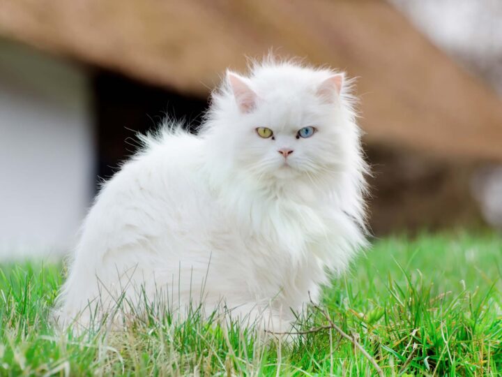 un chat angora turc