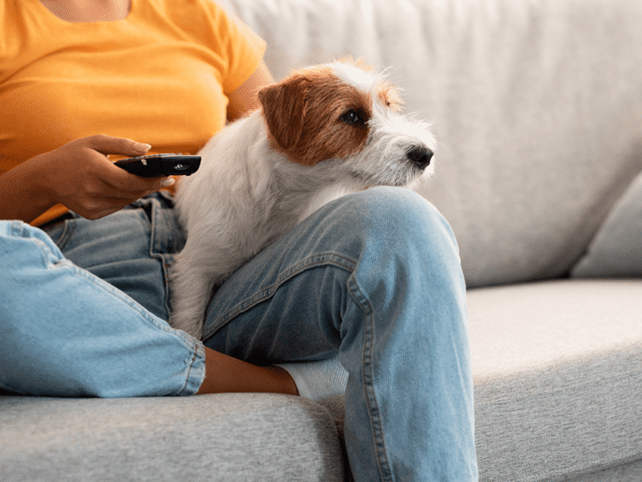 un chien qui regarde la télévision