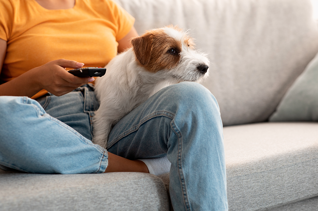 un chien qui regarde la télévision