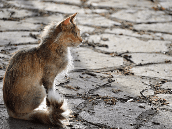 chat anorexique