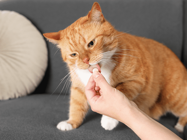 les antibiotiques pour chat