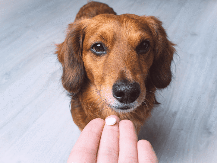 les antibiotiques pour chien