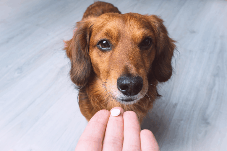 les antibiotiques pour chien