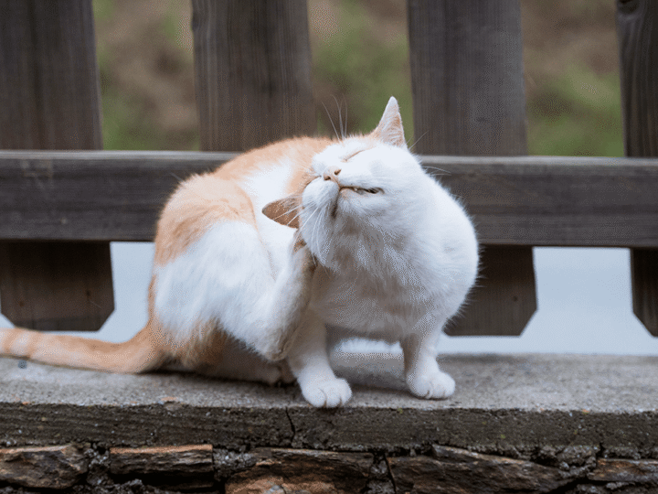 un chat qui a des aoûtats