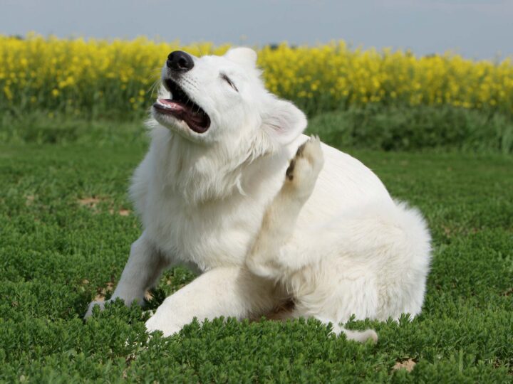 des aoûtats chez un chien